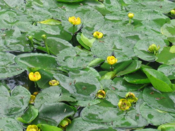 萍蓬草 多年生浮叶型水生草本植物 别名黄金莲,萍蓬莲,水萍蓬,矮萍蓬