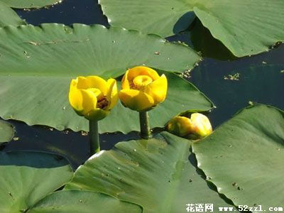 萍蓬草 多年生浮叶型水生草本植物 别名黄金莲、萍蓬莲、水萍蓬、矮萍蓬 花期：七个月左右，台湾地区全年开花 送花对象：情人、恋人、爱人 花语：崇高、跟随你