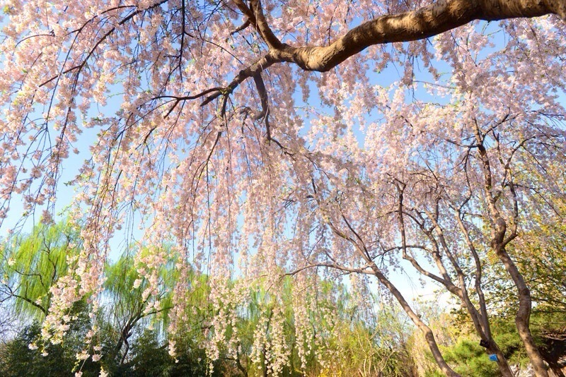 今日北京玉渊潭的樱花