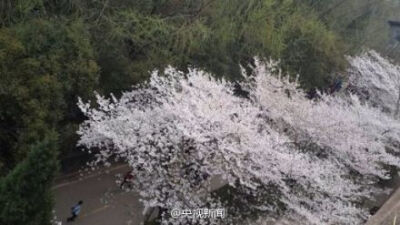 【组图：一夜风雨 樱花空余枝】每年春天，武汉大学的樱花都会吸引全国各地的游客前来赏花。粉白的樱花挂在枝头，远远望去就仿佛连片云朵，与古朴的教学楼相互映衬，格外迷人。可美丽总是脆弱的，昨晚的一场风雨，让…