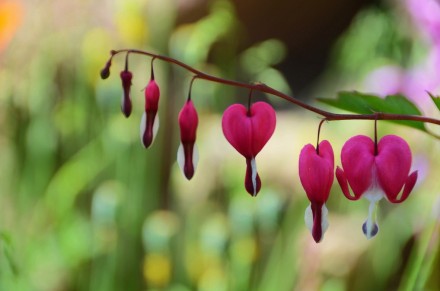 滴血的心（bleeding heart）：学名荷包牡丹 Dicentra spectabilis，原产于中国北部，花如荷包、叶似牡丹、多为桃红色与白色的复色花，花形玲珑叶丛错落。因其形似心脏，英文也称之为 Bleeding heart。