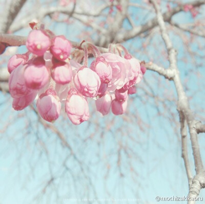 #京都行走# 嵐山公園① | 樱花就修出50多张…重做了个logo来耍(。改天把它刻出来，我的笔刀要生锈了orz