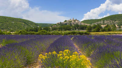 法国巴农的薰衣草田 BanonProvence