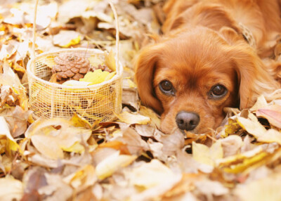 查尔斯王犬,狗