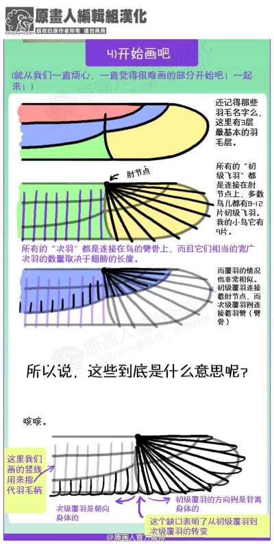 【翅膀教程】【结构&amp;amp;细节知识】【汉化】非常系统详细的介绍了鸟类的翅膀，看完一定很有用处哦。已经拆分成小块，方便阅读。完整图片@微盘 下载：|Bird_Wing_Tutorial_by_TheAntimonyElement.png [8.51M] （v…