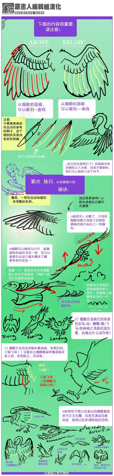 【翅膀教程】【结构&amp;amp;细节知识】【汉化】非常系统详细的介绍了鸟类的翅膀，看完一定很有用处哦。已经拆分成小块，方便阅读。完整图片@微盘 下载：|Bird_Wing_Tutorial_by_TheAntimonyElement.png [8.51M] （v…