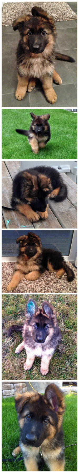 刚刚发现一个叫做dailypuppy.com的网站....上面有好多可爱的小小汪星人啊！！我发现德牧小时候的“兔子耳朵”真是萌炸了&amp;gt; &amp;lt;大宝整理了一些这个网站上的萌货给大家~