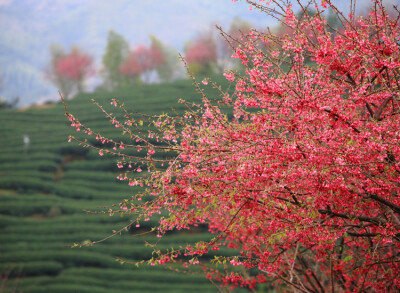 拍摄与永福茶园，春花