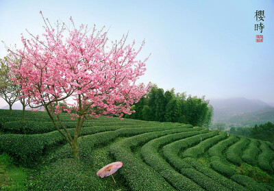 永福的“台缘山庄”，这里也有茶园樱花，距台品茶园约一公里，住宿环境不错！普通标房238元