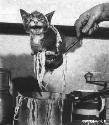 《被打捞的小猫》——被誉为历史上最负盛名的26张照片之一。这并不是一锅小猫靓汤，8周大的小猫咪太想知道主人的晚餐是什么了，她围着面汤锅打转，直到一头栽了进去……被主人捞出来后还不好意思的笑了。猫的世界你永远不懂