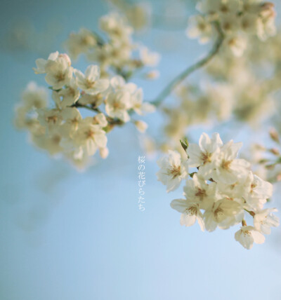 桜の花びらたち_1