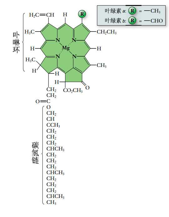 叶绿素