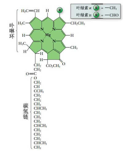 叶绿素