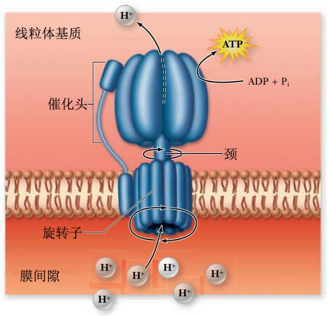 生成ATP的过程