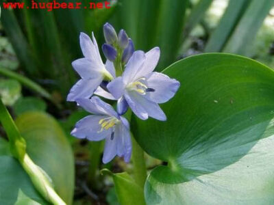 雨久花 别名：浮蔷、蓝花菜、水白花 花期：7—8月 花语：此情不渝，天长地久 雨久花直立水生草本，其花大而美丽， 淡蓝色，像只飞舞的蓝鸟，所以又称之为蓝鸟花 而叶色翠绿、光亮、素雅，在园林水 景布置中常与其…