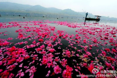 #这一年#4月7日，一夜风雨，吹落西湖桃花几朵？