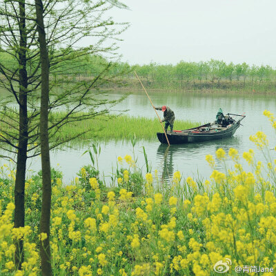  @青简 【春绿】春天的绿，可以是墙角的叶，也可以是枝头的芽，可以是河畔的柳，也可以是杯中的茶；它就在身旁，在脚边，在眼里，在齿间……（摄于苏州东山）