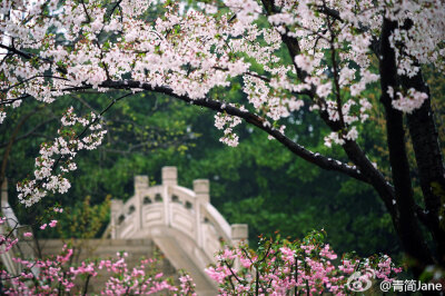 @青简 【细雨繁樱】 年年总是，花开如雪，雪落如花。浮生只愿，闲餐清露，醉饮流霞。