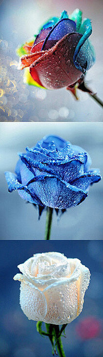 很漂亮的花，三选一，你会选哪一朵？送给谁...