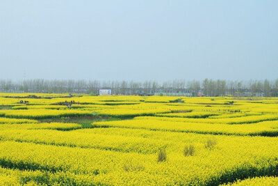 兴化千岛油菜花