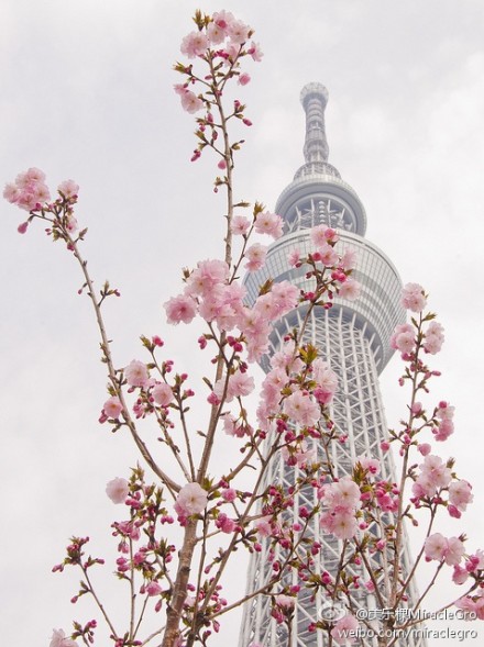 #边走边看#『各国各地樱花节』樱花无疑是春日里的一抹亮丽色彩，一提到樱花，我们总是能联想到日本的樱花节，想到日本公园里一到春天就满满绽放的樱花，然而由于日本樱花节的闻名，现在各个国家，国内各个省市也都开始举办一些樱花节。如果你附近有的话，不妨和家人一起去观赏吧。