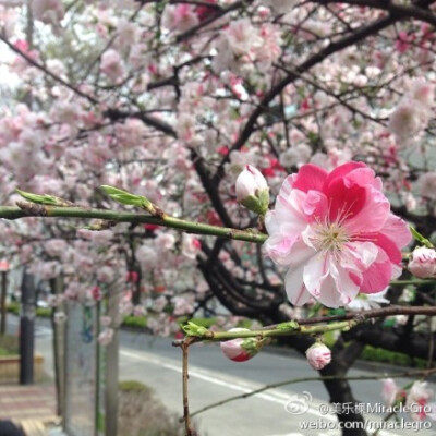 #边走边看#『各国各地樱花节』樱花无疑是春日里的一抹亮丽色彩，一提到樱花，我们总是能联想到日本的樱花节，想到日本公园里一到春天就满满绽放的樱花，然而由于日本樱花节的闻名，现在各个国家，国内各个省市也都开…