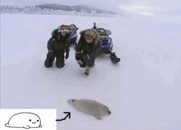 俄罗斯破冰船队员遇到迷路的小海豹，上前去帮忙