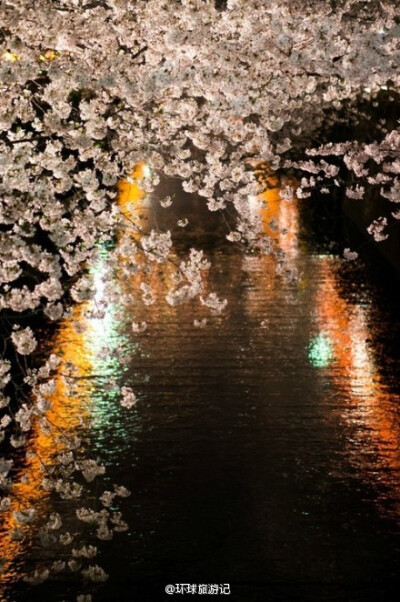 好想去日本看樱花。(转)