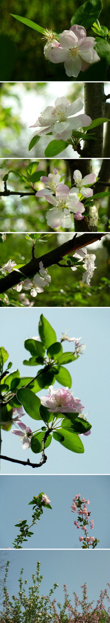 【西府海棠】遇见西府海棠的时候，花期已经接近尾声。但我仍然很贪心地拍了很多。整理图片的时候哪一张都舍不得放弃，怎么看怎么喜欢。虽然觉得西府海棠的树型不够舒展，但它的每一朵花真的都很美。看见西府海棠，便会觉得那是一个冰肌玉骨的女子。由“淡极始知花更艳”而想起宝钗，觉得西府很适合她。