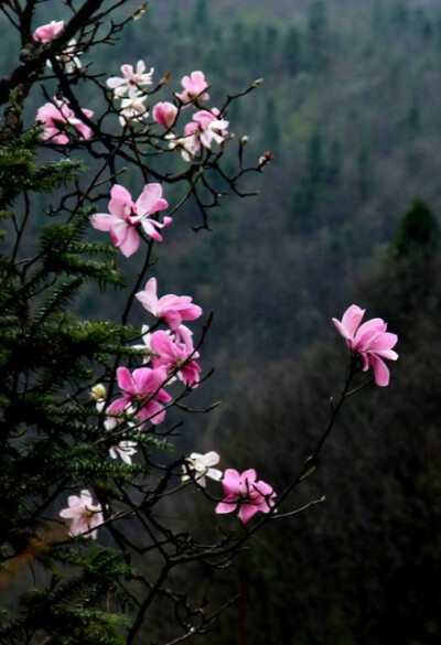 【红花玉兰】人间四月芳菲尽，山中玉兰始盛开。一树树红花玉兰在荒芜中灼灼绽放，如破空而出的焰火，惊艳了路人的眼眸。红花玉兰和常见的紫玉兰、二乔玉兰的区别是：紫玉兰、二乔玉兰的花色为瓣外紫红或粉红、内瓣大…