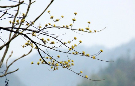 【山茱萸】春天山中常见的黄色花朵，原来是名贵药材山茱萸。但并不是遍插茱萸少一人的茱萸。茱萸主要分为两种：吴茱萸和山茱萸。两种都是中药，不过吴茱萸有香味，而且可以驱虫。所以，古人重阳节头上插的应该是吴茱萸。山茱萸的花为黄色，吴茱萸的花为白色，我还不曾遇见。