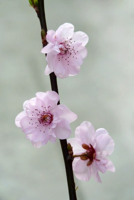 【樱李梅】前几日遇到一树梅花，觉得有几分像杏梅。困扰我多日，今日终于查到名字，开心。樱李梅是梅花与红叶李的杂交品种，并不算真正的梅花。花粉红色，繁密，3月中旬盛开，先花后叶。叶片紫红色。萼片5枚，淡绿色具淡红紫晕，有细齿，反折。花具紫长梗，常呈垂丝状。樱李梅又称美人梅，当之无愧。