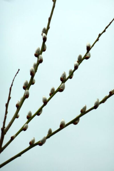 【银柳】大雪中遇见童年的玩伴。多年不见，它还是一树银白色毛茸茸的花苞，在寒冷的初春看着那么温暖和亲切。小时候住在白雪皑皑的高山上，万籁俱寂的冬天那么漫长，春天遥远得让人不敢期待。总是银柳的花苞最先带来…