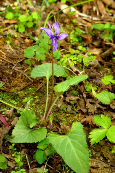 【早开堇菜】早开堇菜的花期本应在4月。但总有些植物喜欢特立独行，不按既定的季节开花。阳光晴好的冬日，在枯萎的草叶间看见几抹明亮的紫色，让人心生喜悦。以前一直以为它们都是紫花地丁。后来知道区别在于叶子。…