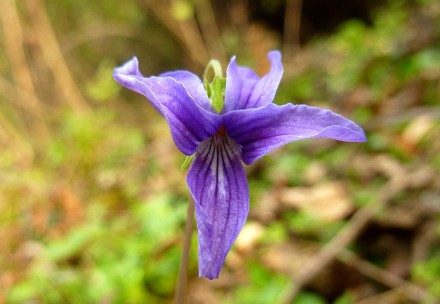 【早开堇菜】早开堇菜的花期本应在4月。但总有些植物喜欢特立独行，不按既定的季节开花。阳光晴好的冬日，在枯萎的草叶间看见几抹明亮的紫色，让人心生喜悦。以前一直以为它们都是紫花地丁。后来知道区别在于叶子。紫花地丁的叶子狭长，早开堇菜的叶子宽圆。待我拍到了紫花地丁，再来做个比对。