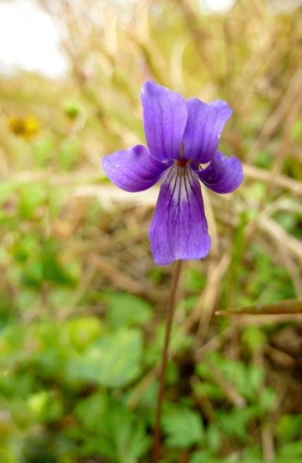 【早开堇菜】早开堇菜的花期本应在4月。但总有些植物喜欢特立独行，不按既定的季节开花。阳光晴好的冬日，在枯萎的草叶间看见几抹明亮的紫色，让人心生喜悦。以前一直以为它们都是紫花地丁。后来知道区别在于叶子。紫花地丁的叶子狭长，早开堇菜的叶子宽圆。待我拍到了紫花地丁，再来做个比对。