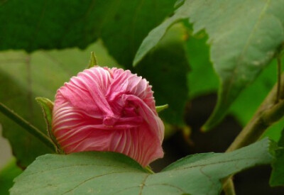 【单瓣木芙蓉】