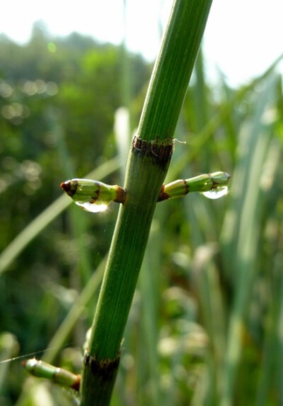 【节节草】清晨，节节草上的露珠在阳光下闪烁，像清早起来担水回家的农夫。节节草是木贼科木贼属的植物。对木贼这个命名我一直觉得好奇。李时珍称“此草有节，面糙涩。治木骨者，用之磋擦则光净，犹云木之贼也。”古…