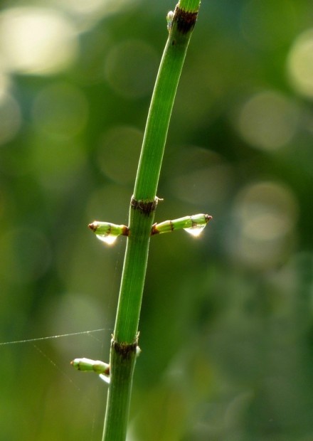 【节节草】清晨，节节草上的露珠在阳光下闪烁，像清早起来担水回家的农夫。节节草是木贼科木贼属的植物。对木贼这个命名我一直觉得好奇。李时珍称“此草有节，面糙涩。治木骨者，用之磋擦则光净，犹云木之贼也。”古代将专食苗节的害虫称之为贼，“食根曰蟊，食节曰贼”。此为“木贼”的来历。