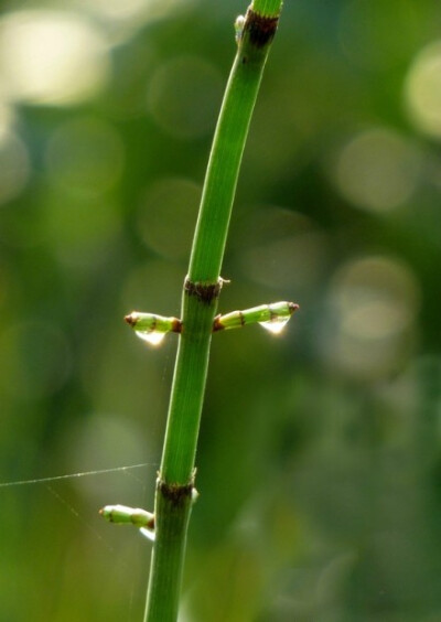 【节节草】清晨，节节草上的露珠在阳光下闪烁，像清早起来担水回家的农夫。节节草是木贼科木贼属的植物。对木贼这个命名我一直觉得好奇。李时珍称“此草有节，面糙涩。治木骨者，用之磋擦则光净，犹云木之贼也。”古…