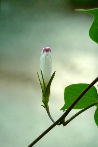 牵牛花从十一长假后就没有开过了。看来今年的花期已经结束。今天早晨收了第一批种子，26粒。这个秋天的每一个早晨，我都是和牵牛花一起度过的。拍下了牵牛花从盛放到凋零再到结籽的各种形态，无论是花开还是花落，它…