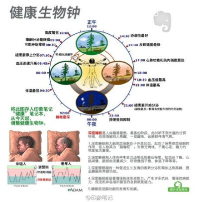 要健康，你需要收藏一份#健康生物钟# @我的印象笔记