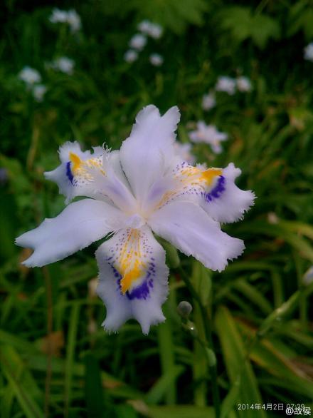 蝴蝶花（日本鸢尾）