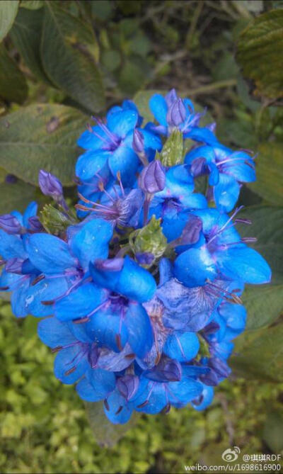 喜花草，也叫可爱花、爱春花、蓝花仔