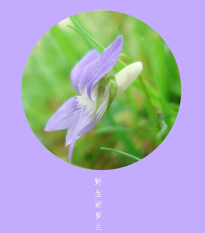 ❀花语❀薄命 4月9日の生日花