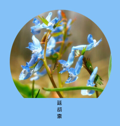 ❀花语❀幻想 3月29日の生日花