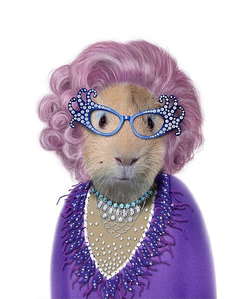 【萌宠扮名人——Edna Everage】（Dame Edna Everage世界著名滑稽演员）