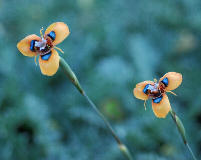 橙花肖鸢尾 Moraea tulbaghensis