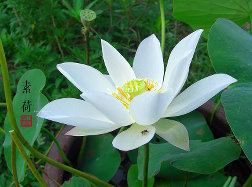 Nelumbo nucifera'Yingguang'。碗莲“萤光”。From 站长、投稿。