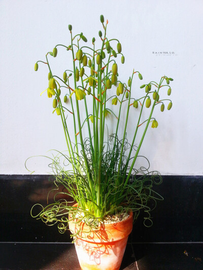 Albuca namaquensis。细叶弹簧草。From 站长、投稿。